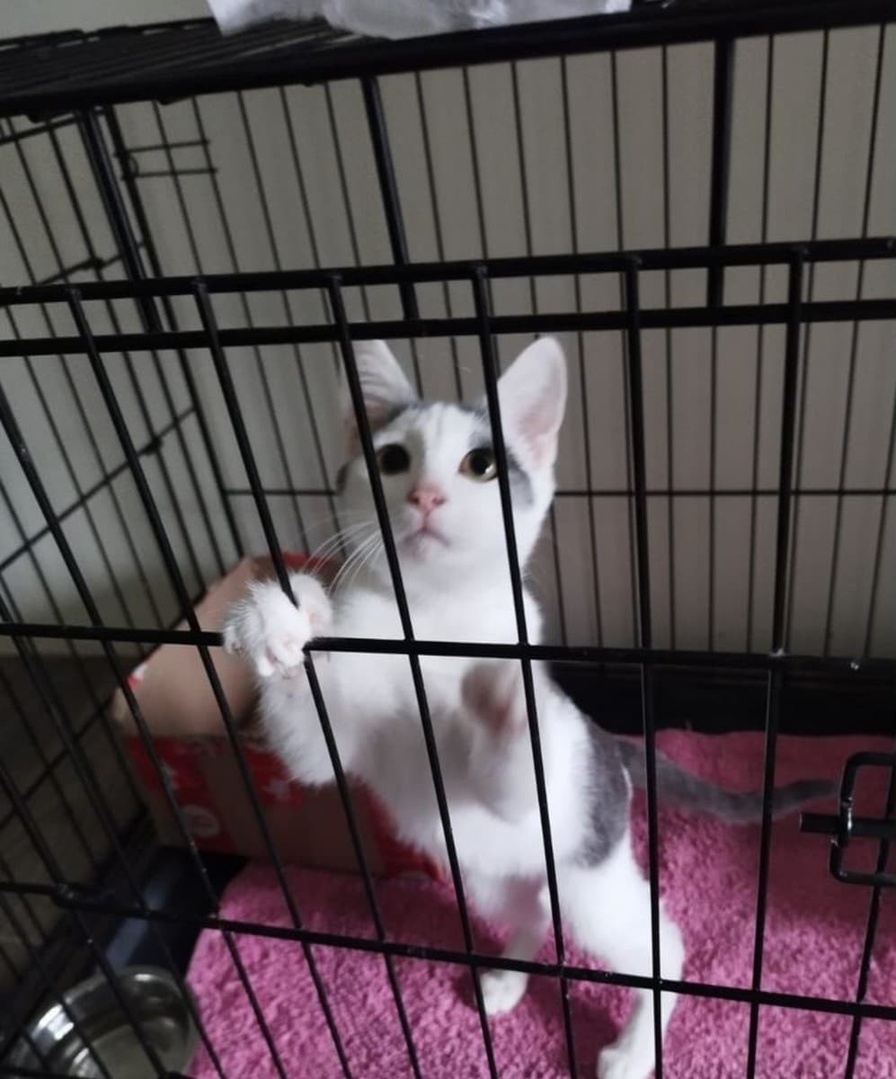 Тобик медиа 3