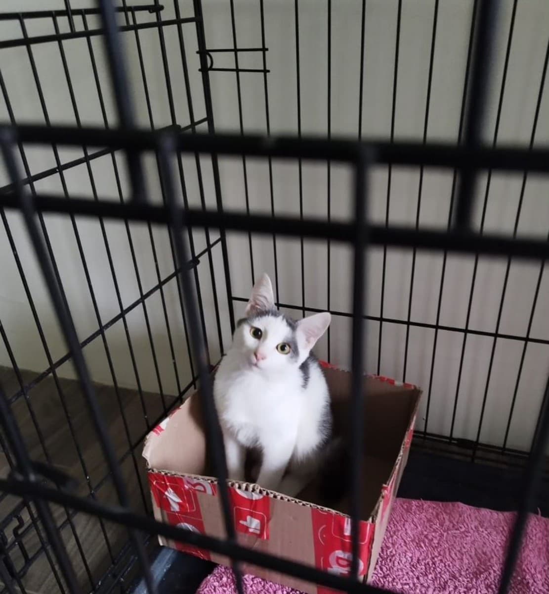 Тобик медиа 2