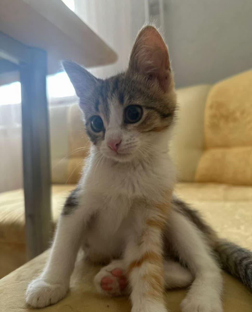 Айза медиа 3