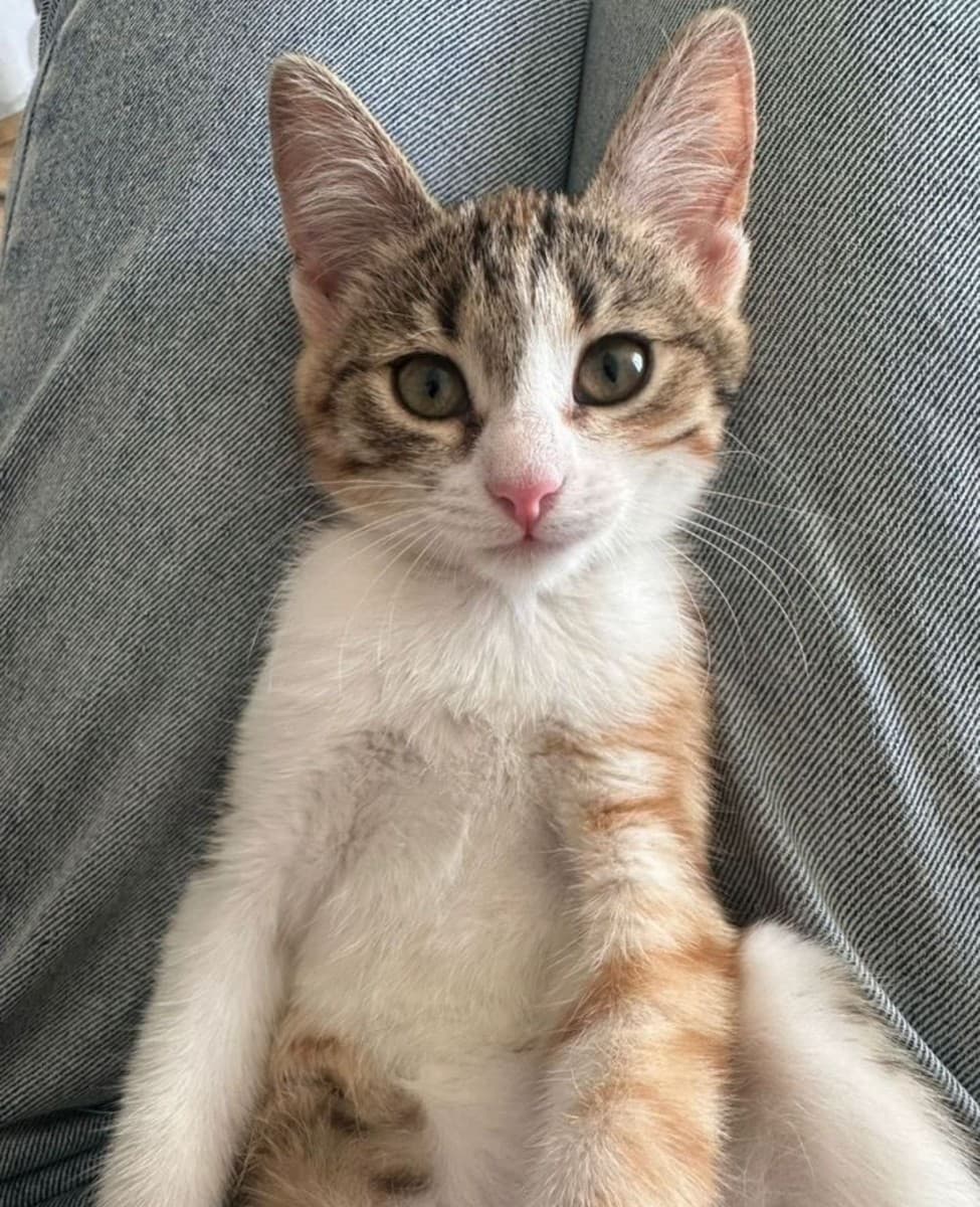 Айза медиа 2