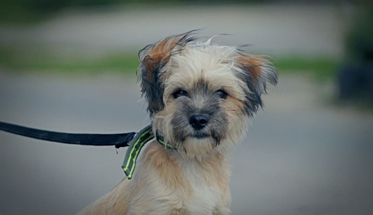 Роджер медиа 3