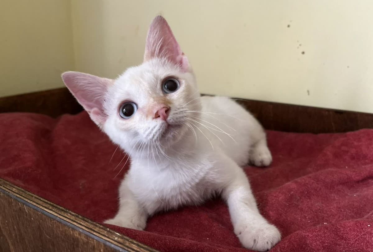 Белик медиа 2