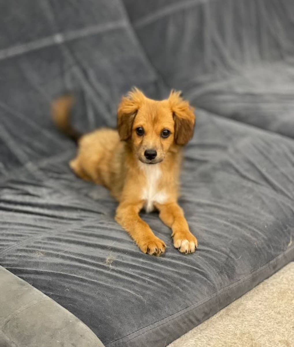 Снупи медиа 2