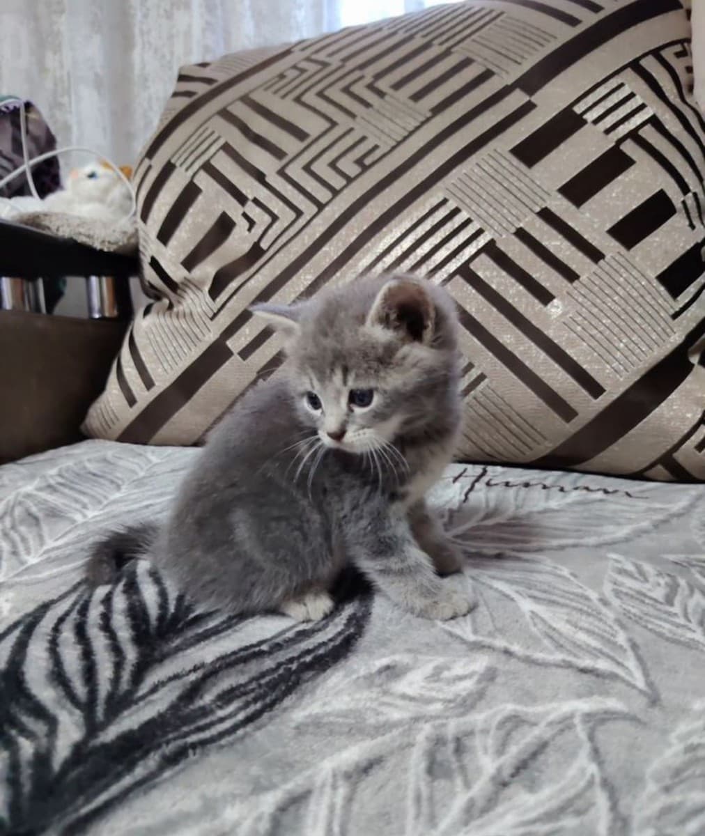 Котенок мальчик