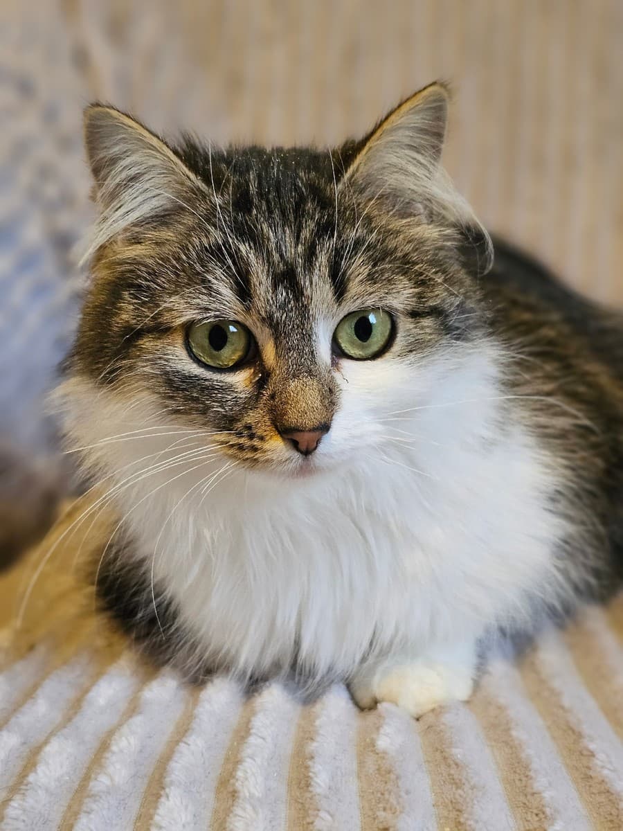 Кася медиа 3