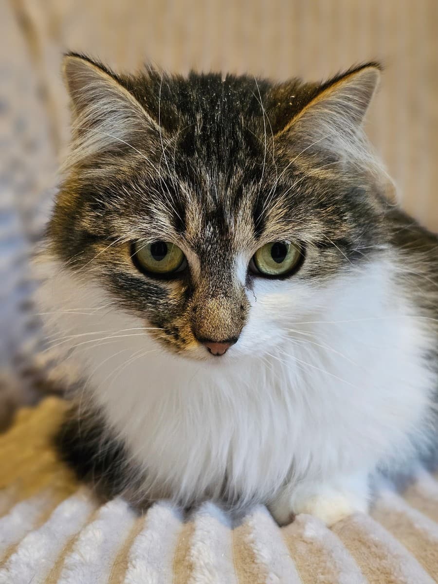 Кася медиа 2