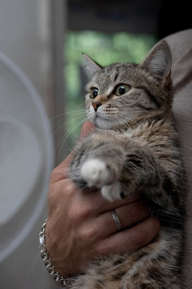 Лапка медиа 3