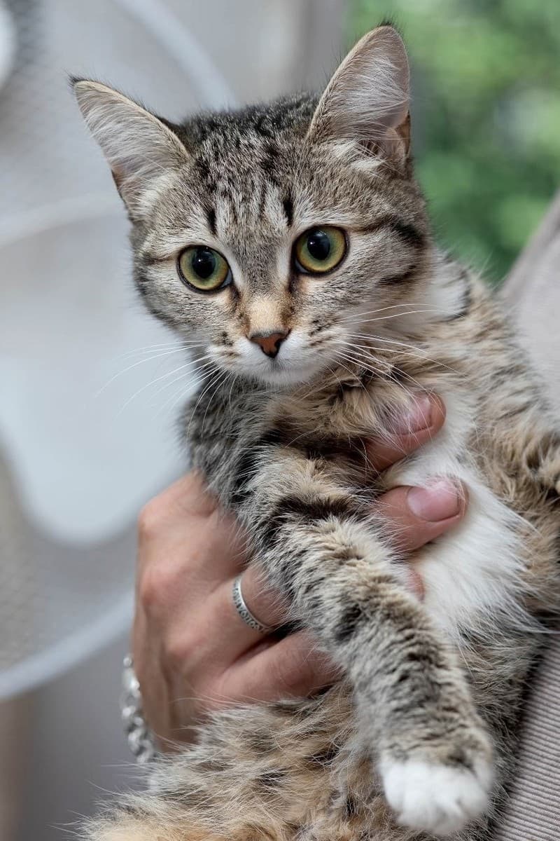 Лапка медиа 2