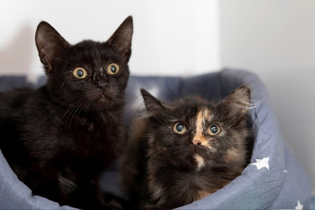 Биба и Боба