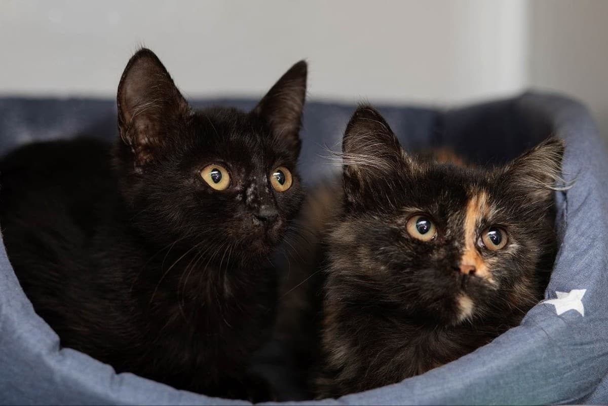 Биба и Боба медиа 2