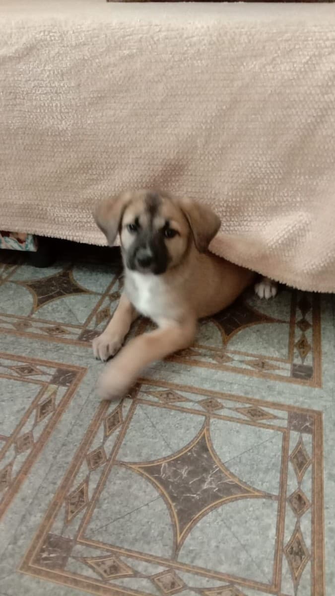 Жужа медиа 2