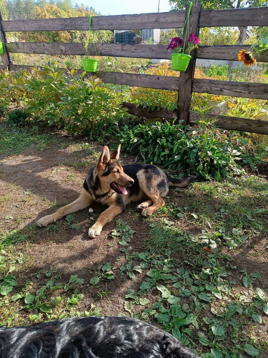 Тузик медиа 2