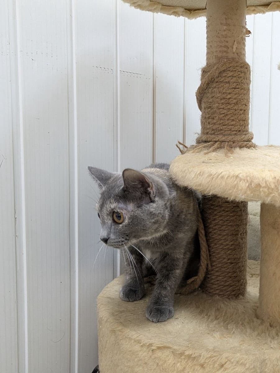 Сирафима медиа 2