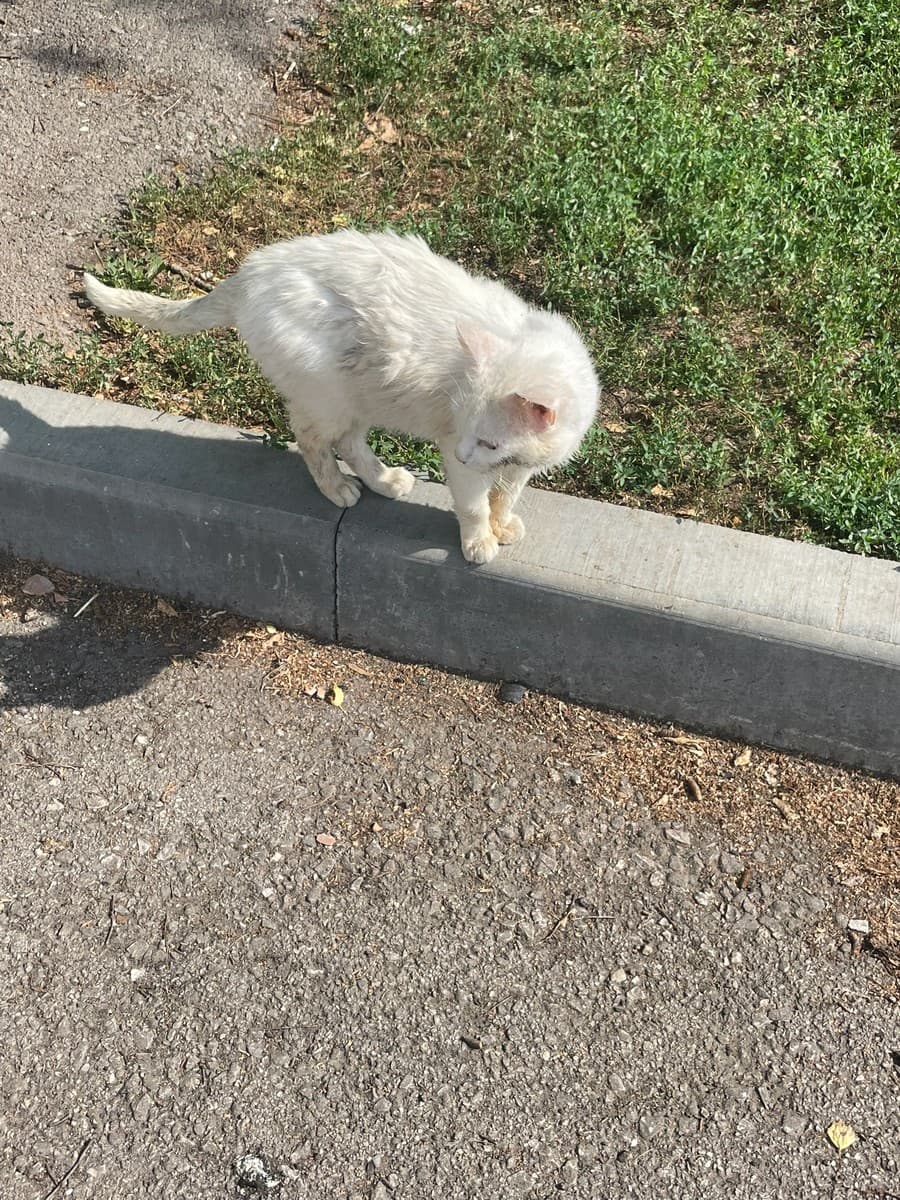 Беляш медиа 2