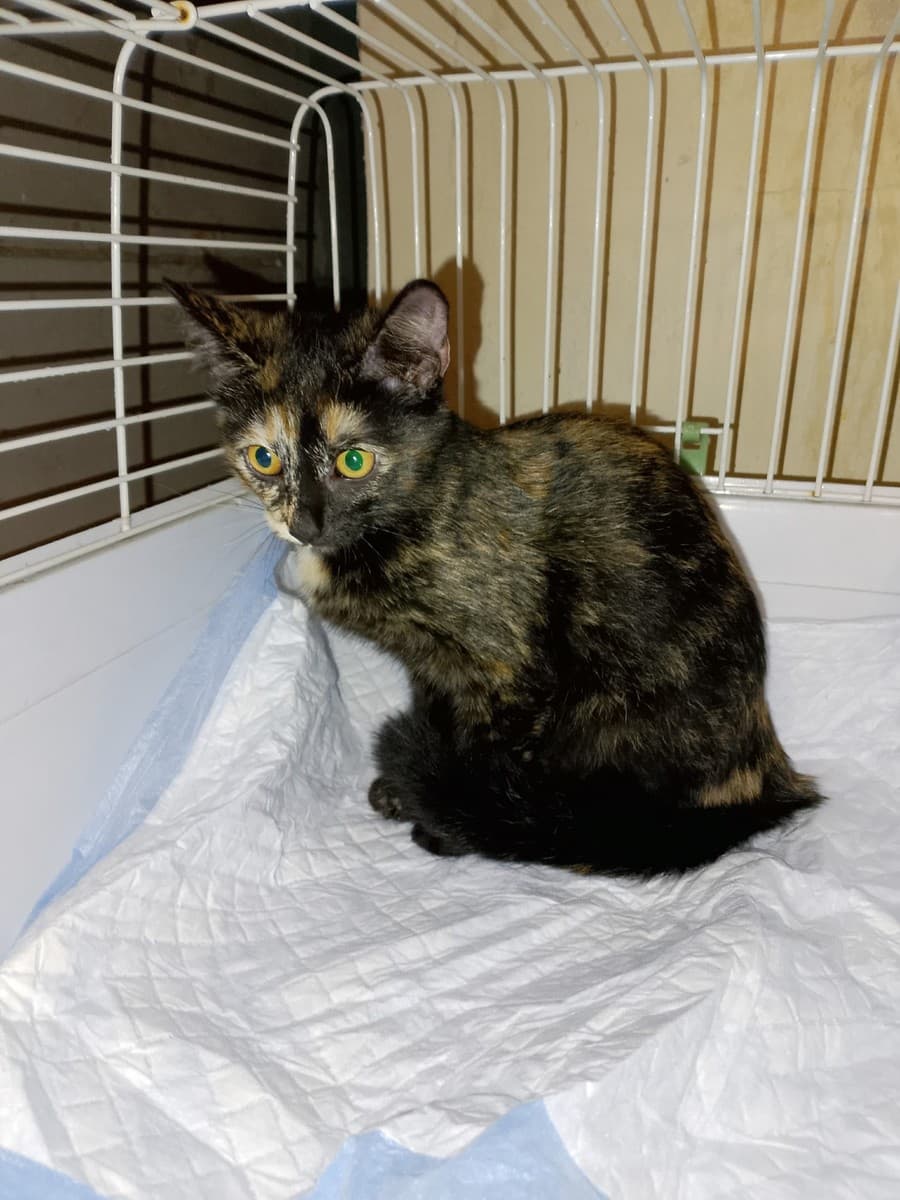 Зена медиа 3