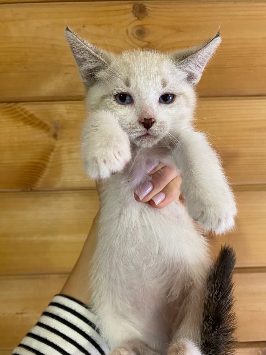 Котята из приюта