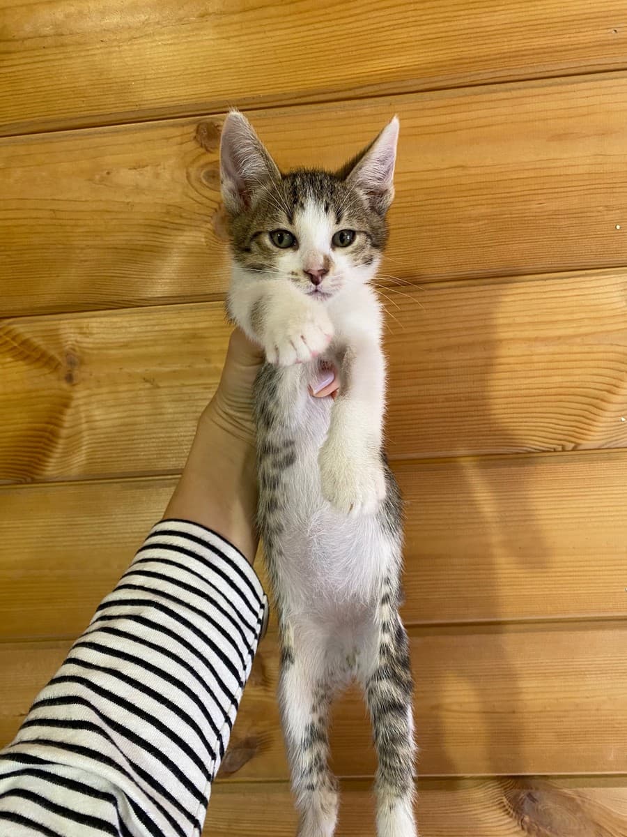 Котята из приюта медиа 2