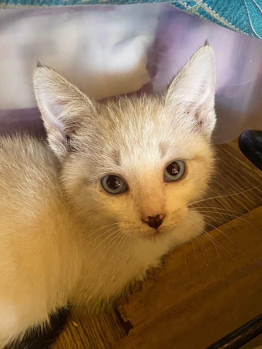 Котята из приюта медиа 4