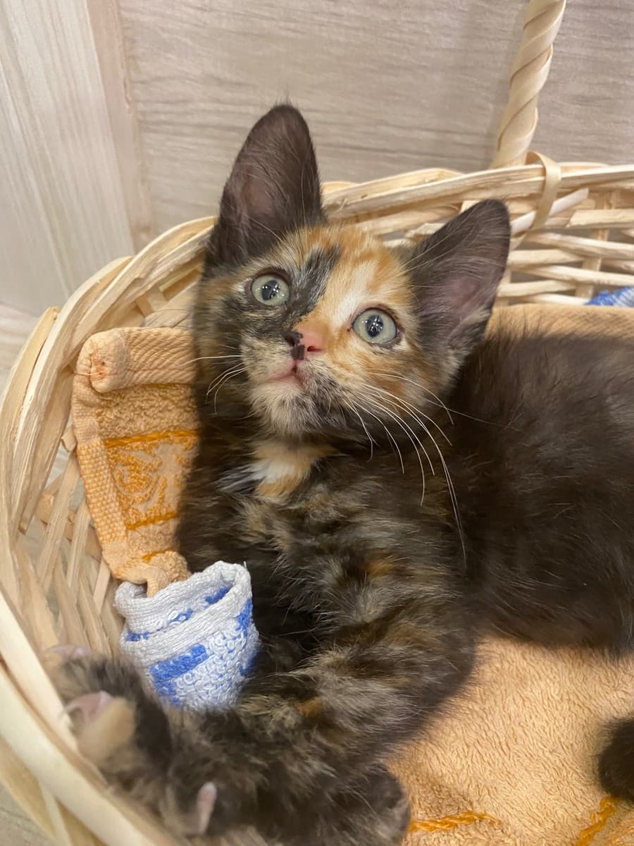 Котята из приюта медиа 3