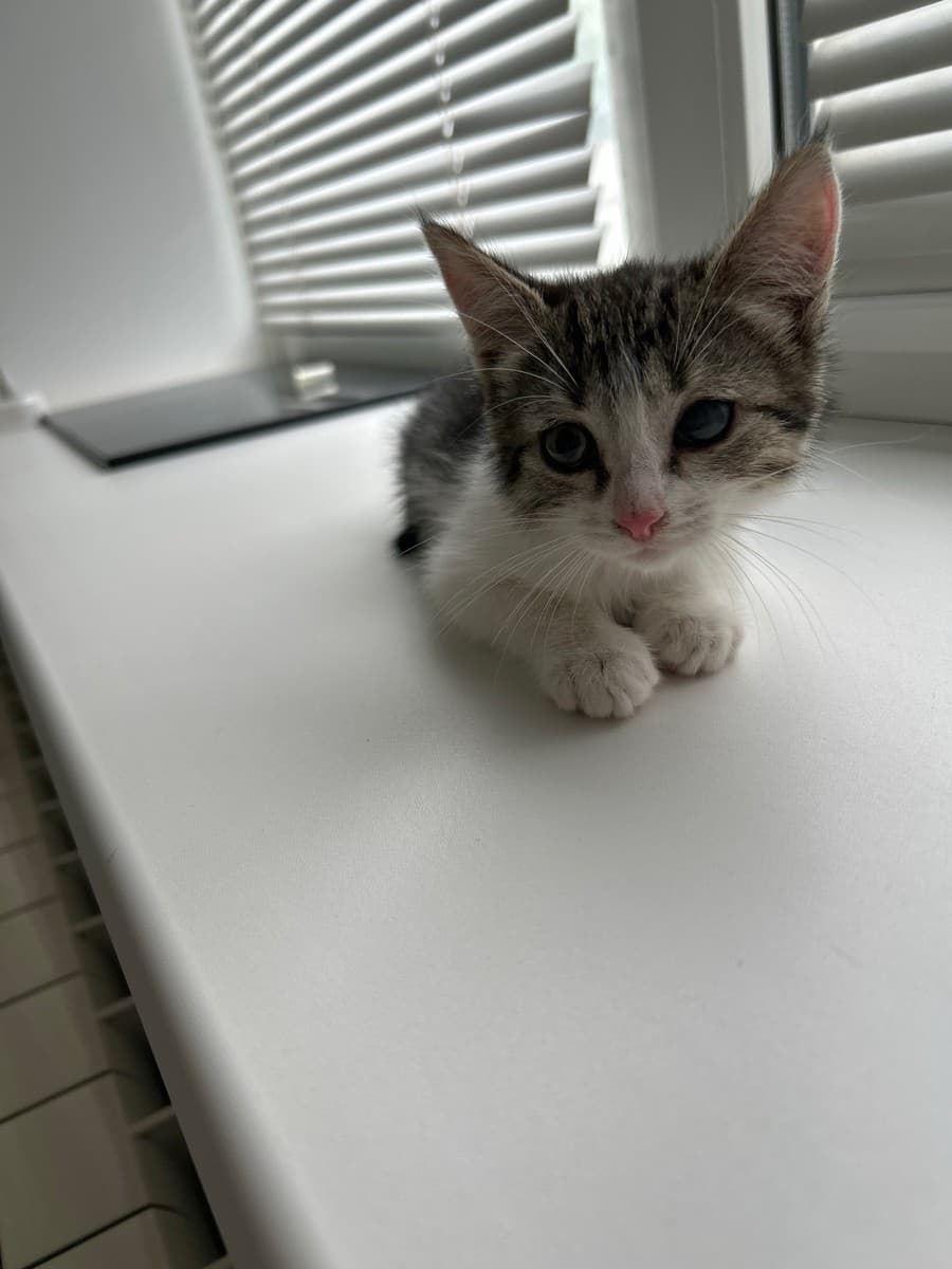 Котята из приюта медиа 5