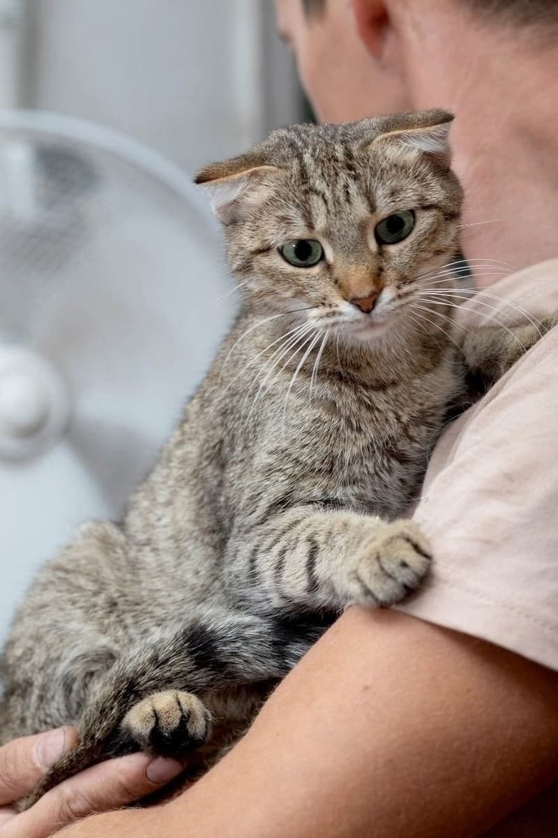 Синтия медиа 2