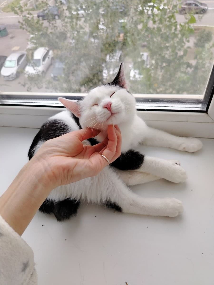 Миса медиа 2