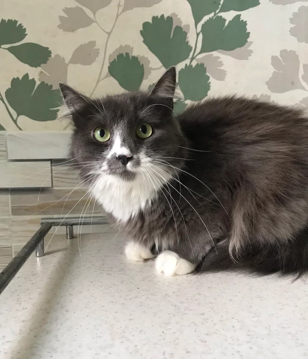 Мята медиа 2