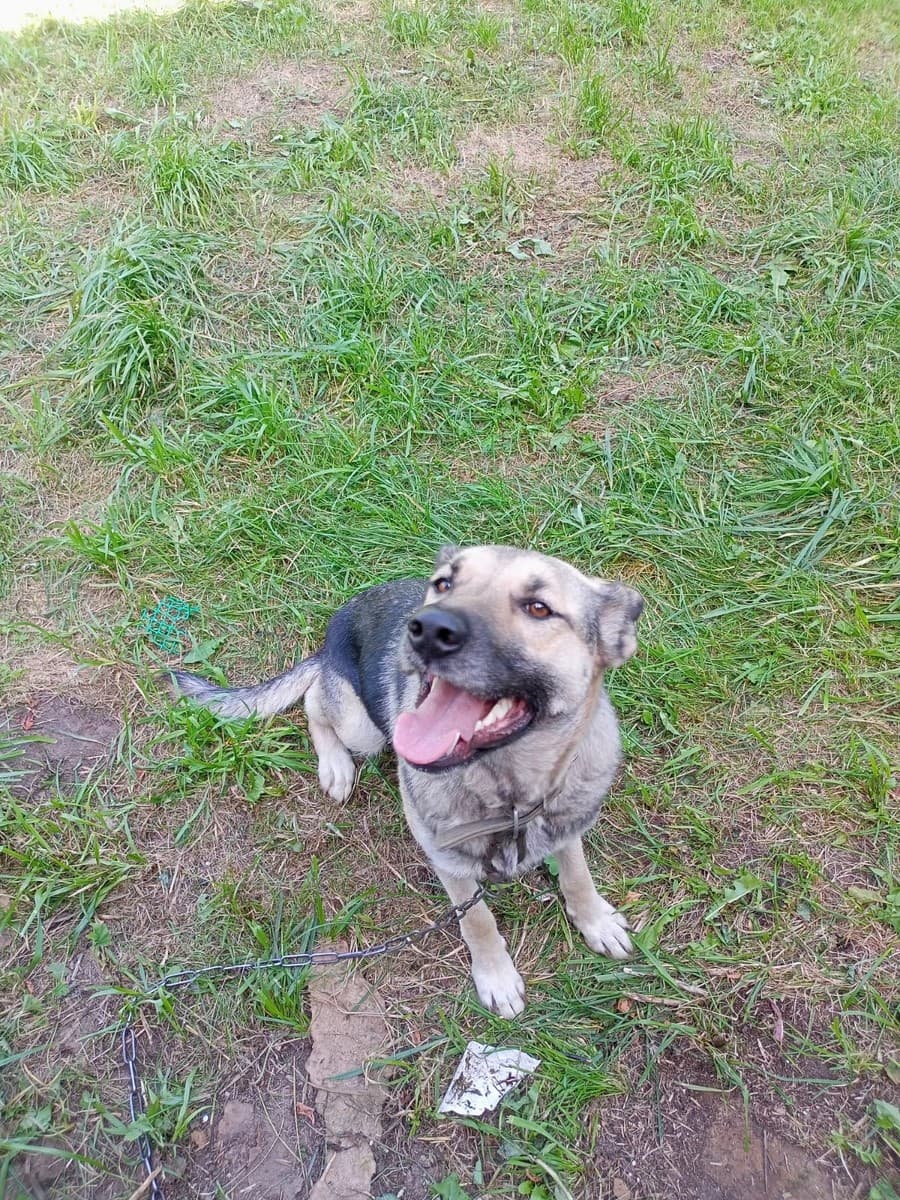 Веста медиа 2