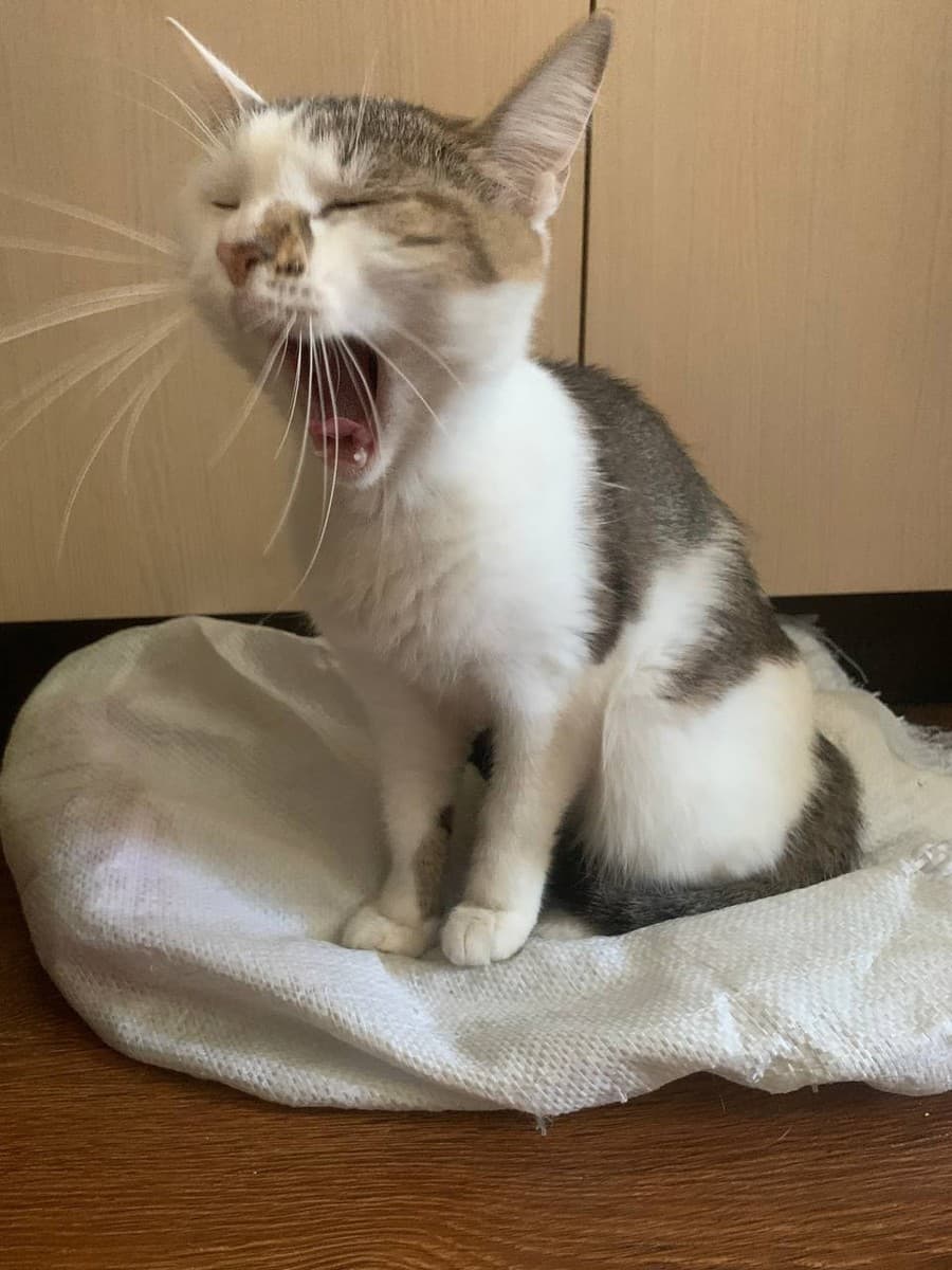 Варя медиа 2