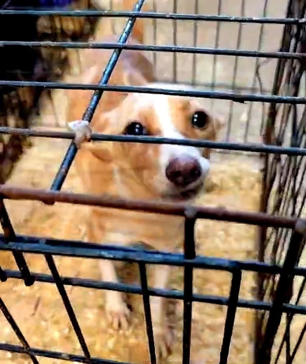 Лика медиа 2