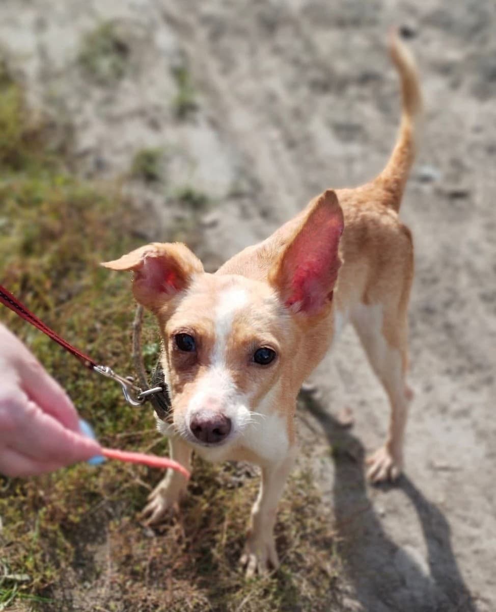 Лика медиа 3