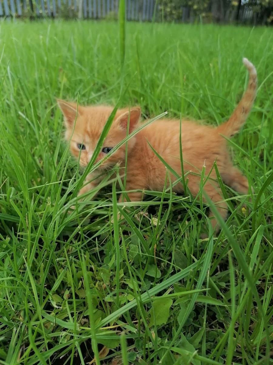 Котята в добрые руки медиа 3