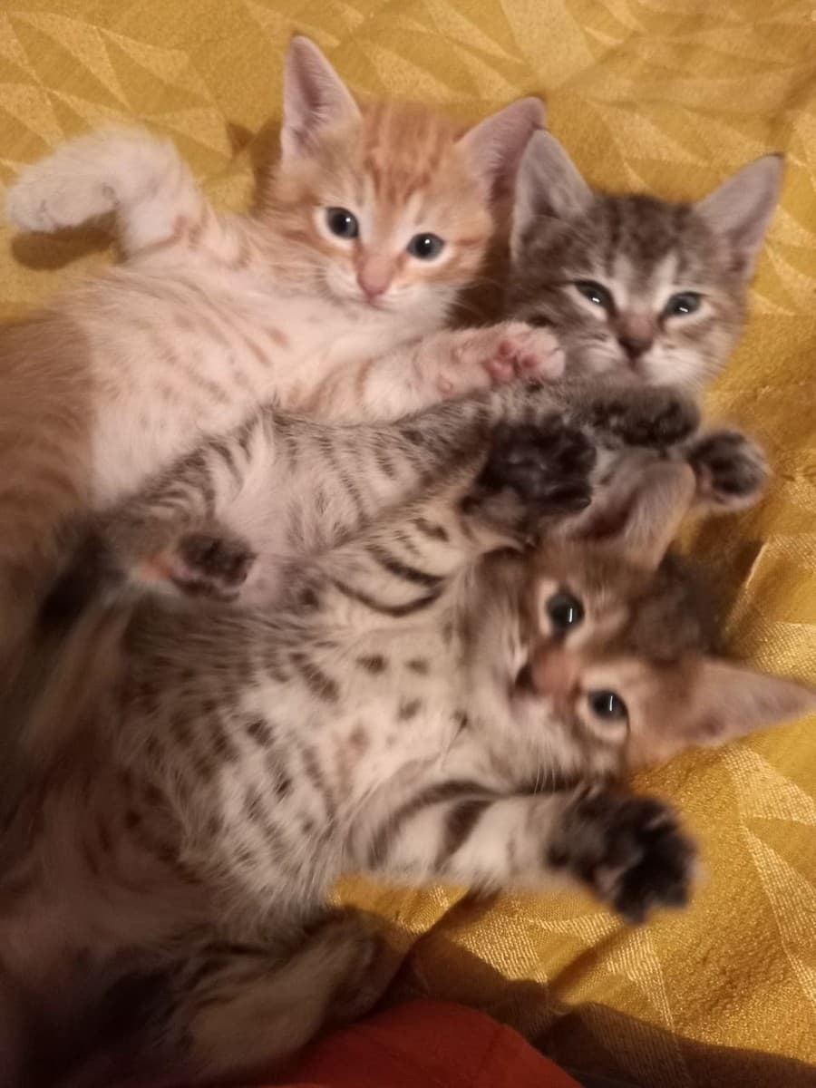 Котята в добрые руки