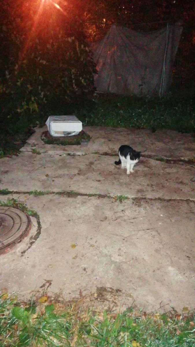 Кот с улицы медиа 3