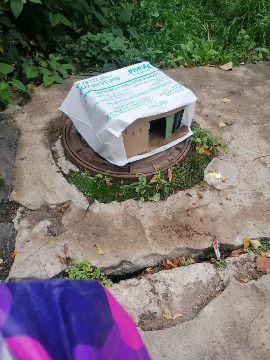 Кот с улицы медиа 2