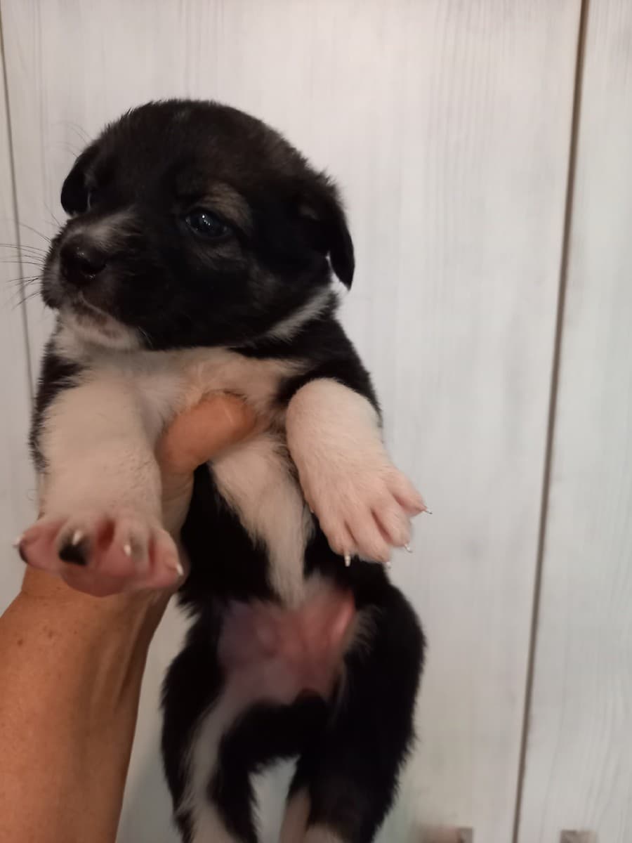 Сима и Клепа