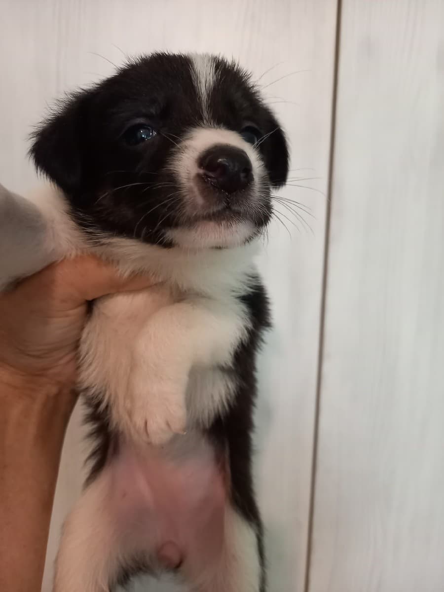 Сима и Клепа медиа 2