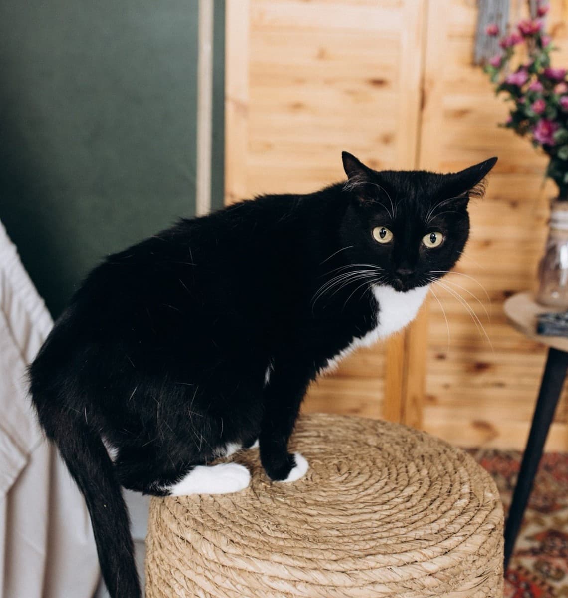 Нюша медиа 3