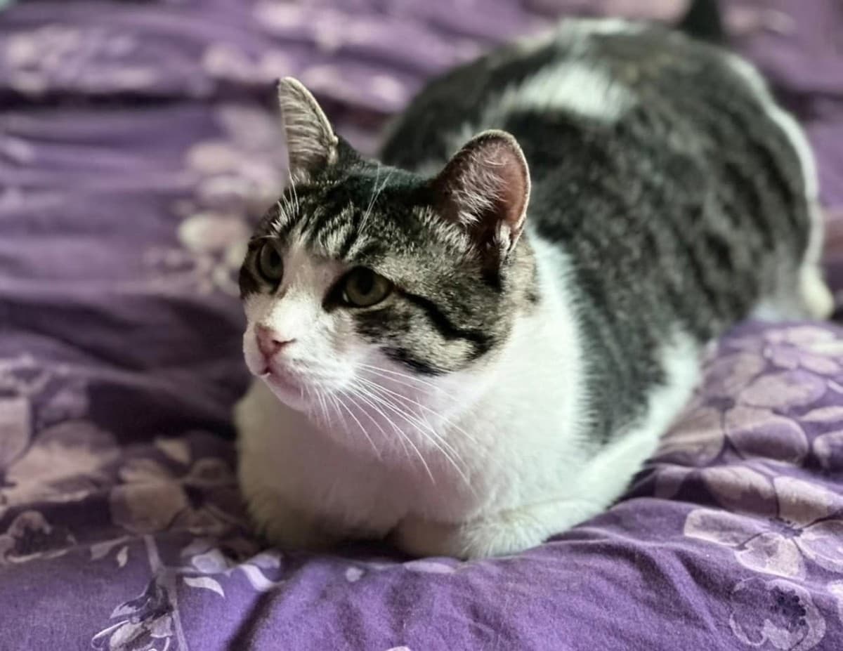 Степан медиа 2