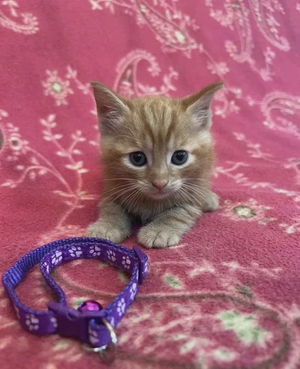 Рыжие котята в добрые руки медиа 3