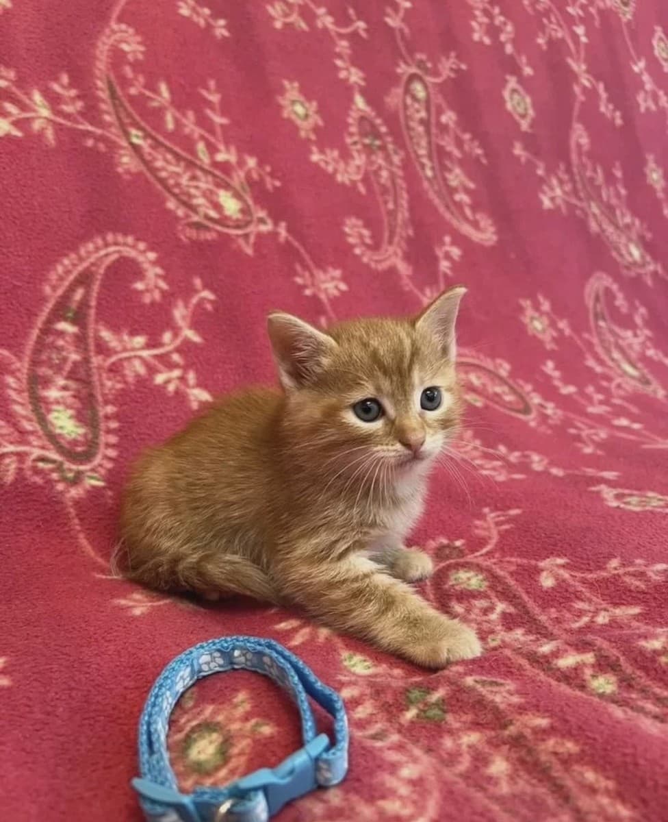 Рыжие котята в добрые руки