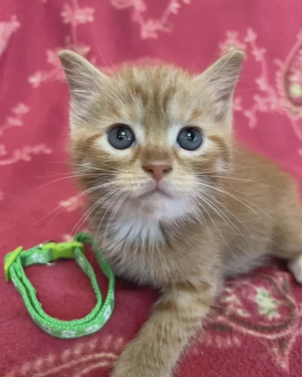 Рыжие котята в добрые руки медиа 2