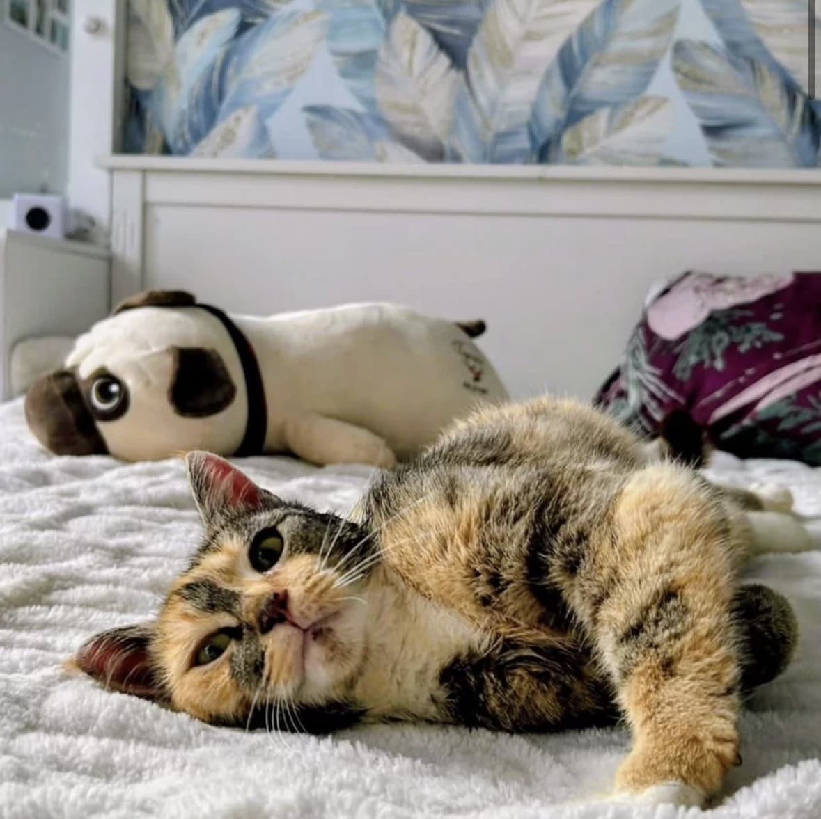 Кира медиа 3