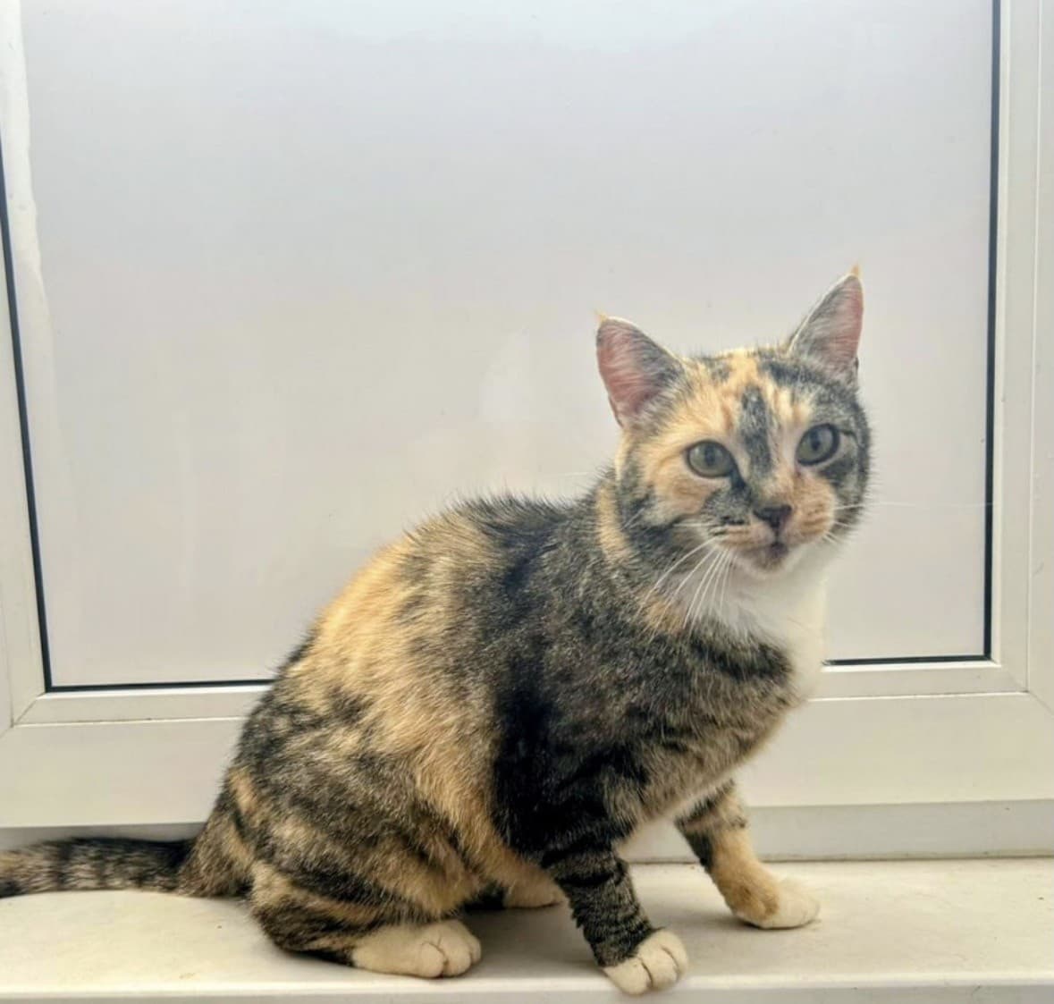 Кира медиа 2