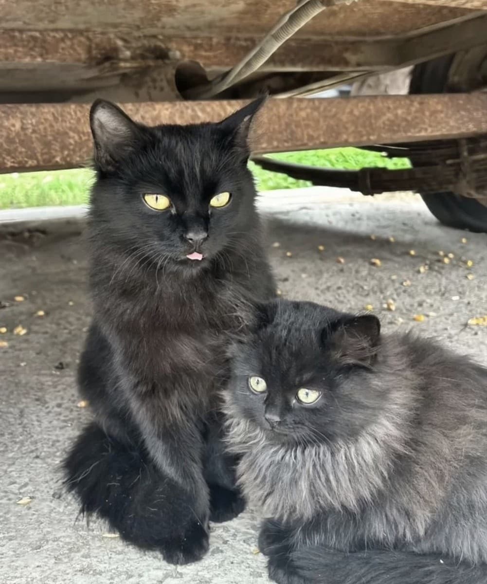 Марфа медиа 2