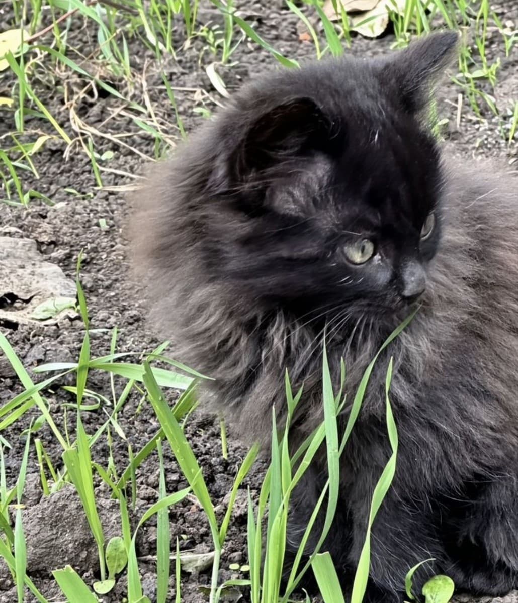 Марфа медиа 3