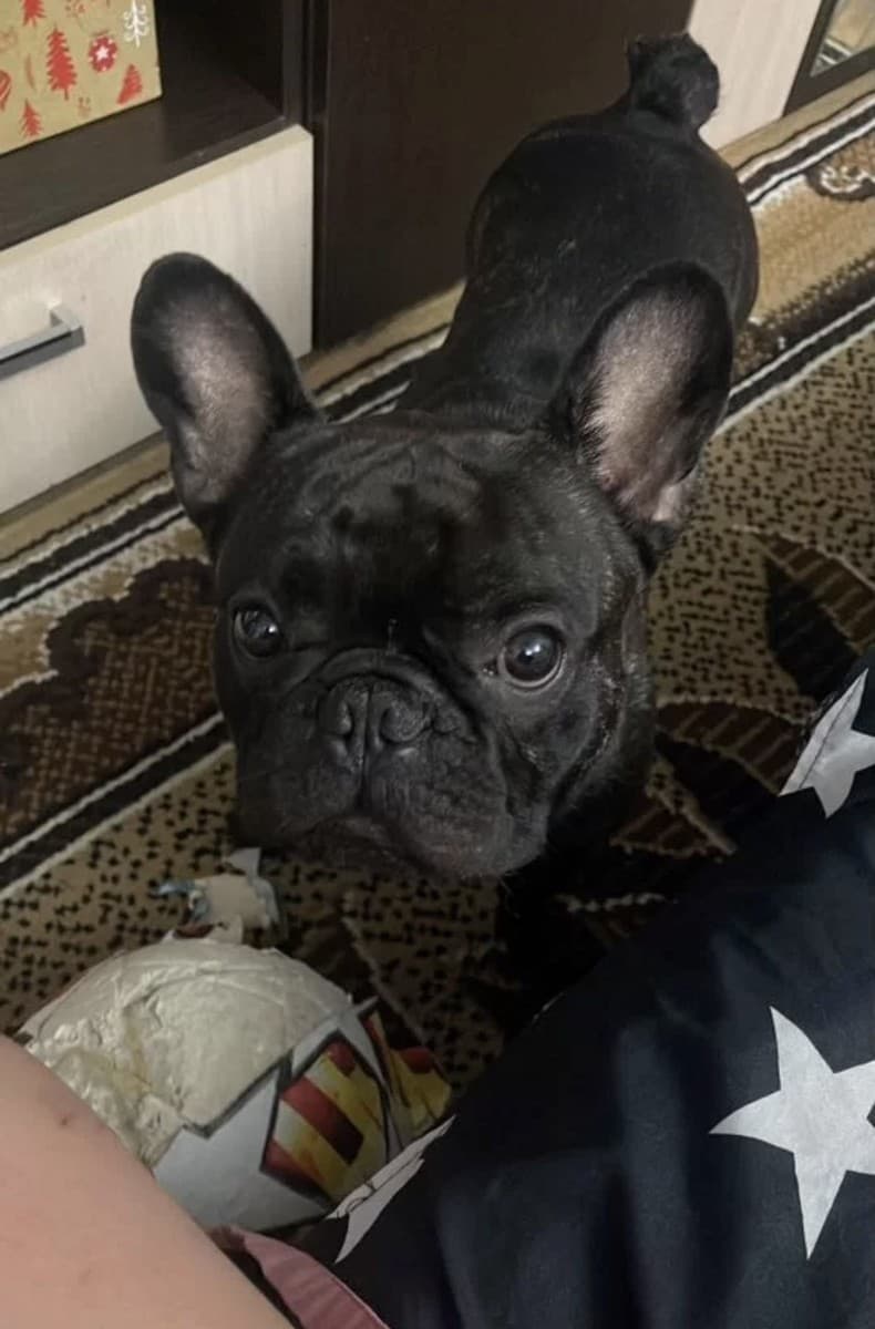 Контик медиа 2