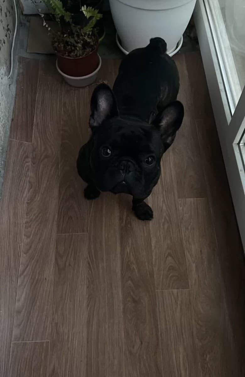 Контик медиа 3