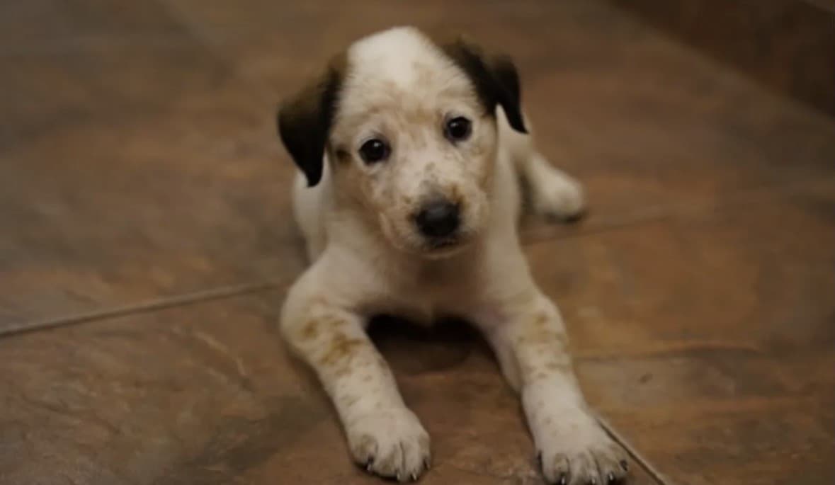 Бриз медиа 4