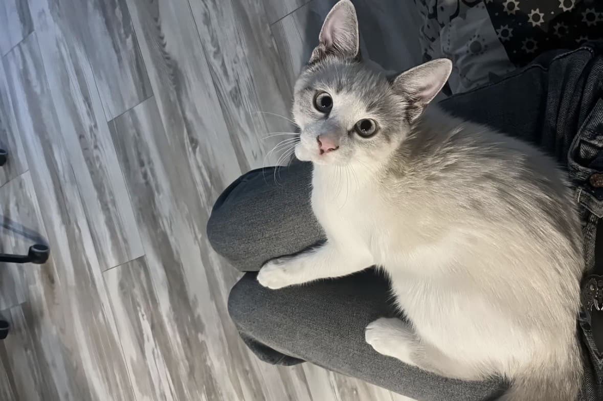 Джесси медиа 2